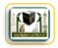 alharamain